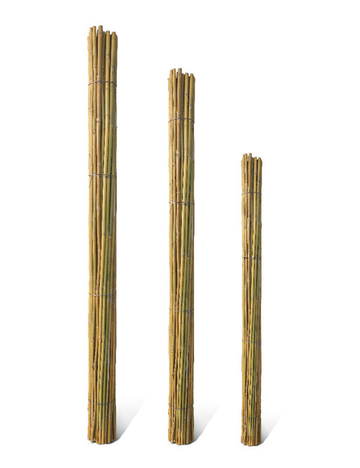 canne-di-bambu.jpg