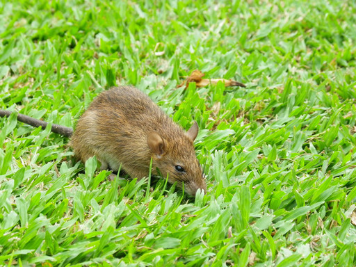 Topi, Ratti, Nutrie e altri roditori - Parassiti