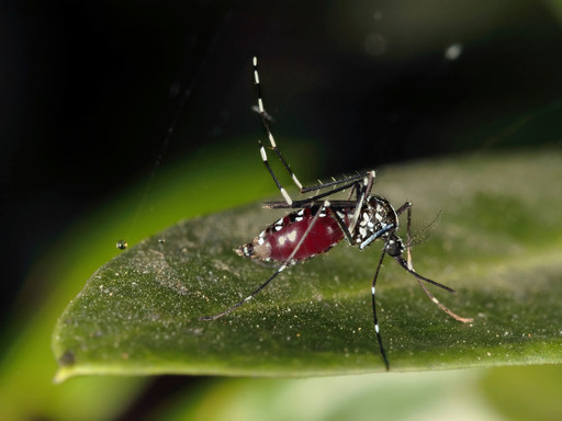 Zanzara, Zanzara Tigre (ambienti esterni) - Parassiti